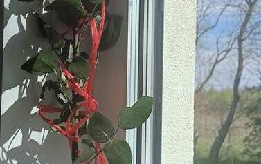 R&oacute;ża od Rafała Kulety, zastępcy burmistrza Kobylnicy
